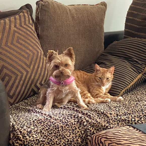 Meet your Posher, Lala💋 - Picture 3 of 4